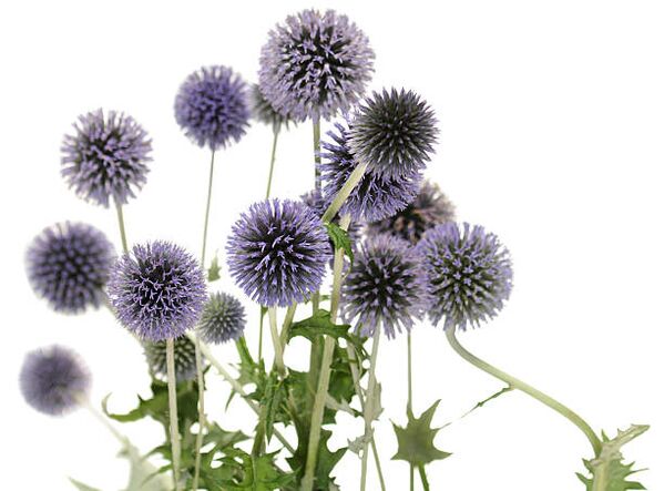 Echinops kaip Hondro Sol Valgus medžio dalis